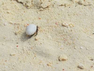 At home in Abroadland