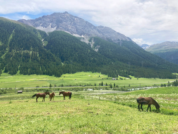 Day 1 of a trip to Engadin: Buildings full of stories and horse riding along the rivers