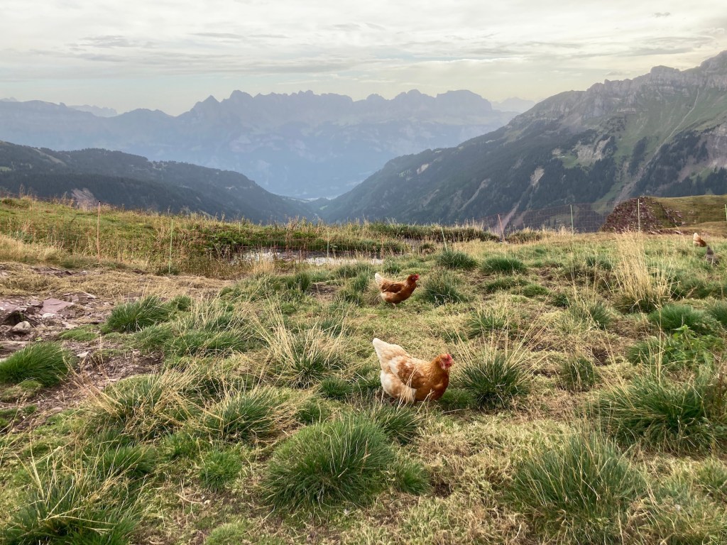 Hens in a Swiss mountain landscape. Photo by Helena J. /Abroadland