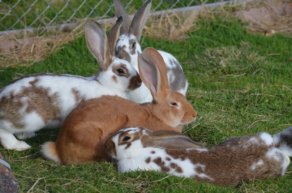 Bunnies on the grass in Switzerland. Photo by Helena J. /Abroadland